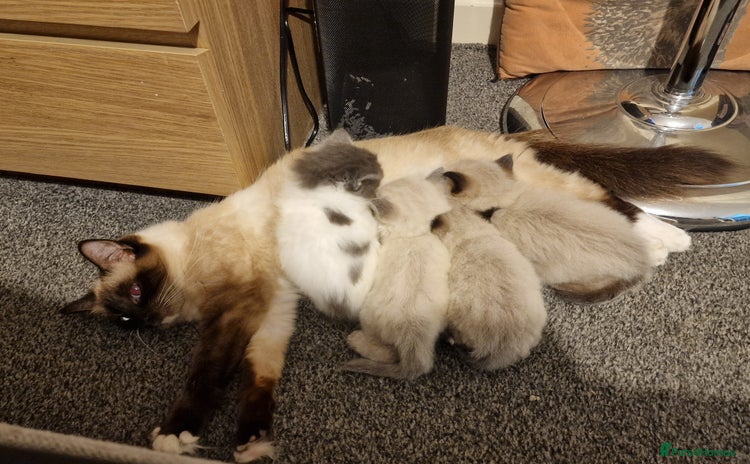 Ragdoll cats - Advert 3
