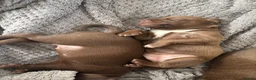 Mixed Breed dogs for sale: Mum his staffy cross boxer and dad his f1 cockapoo - Advert 6