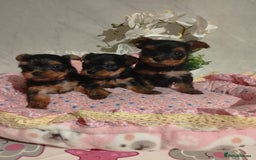 Yorkshire Terrier dogs for sale: 💝💝Beautiful miniature babies 💝💝 - Image 35