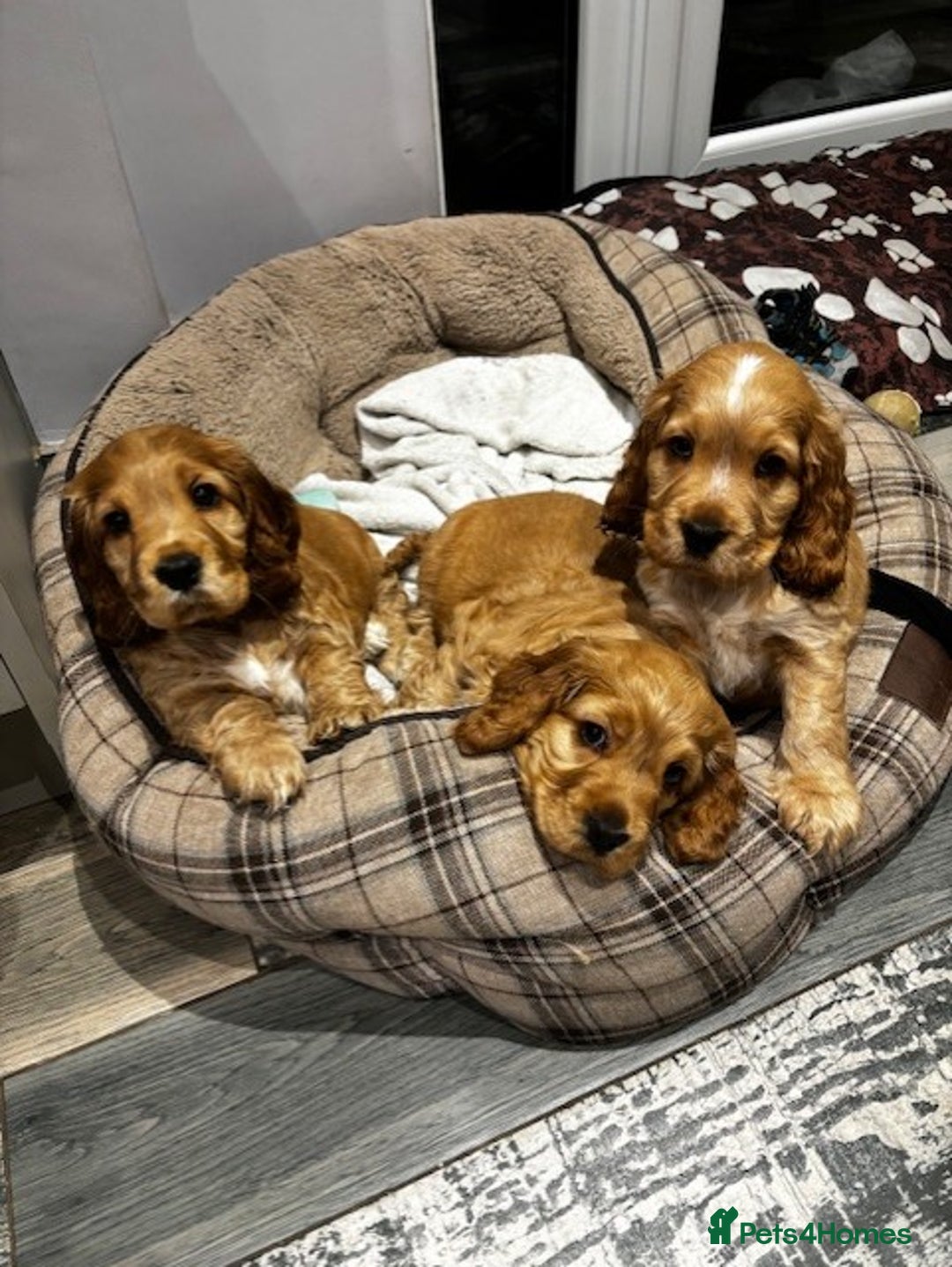 Cocker Spaniel dogs for sale: COME AND MEET US NOW Outstanding  show type - Image 9
