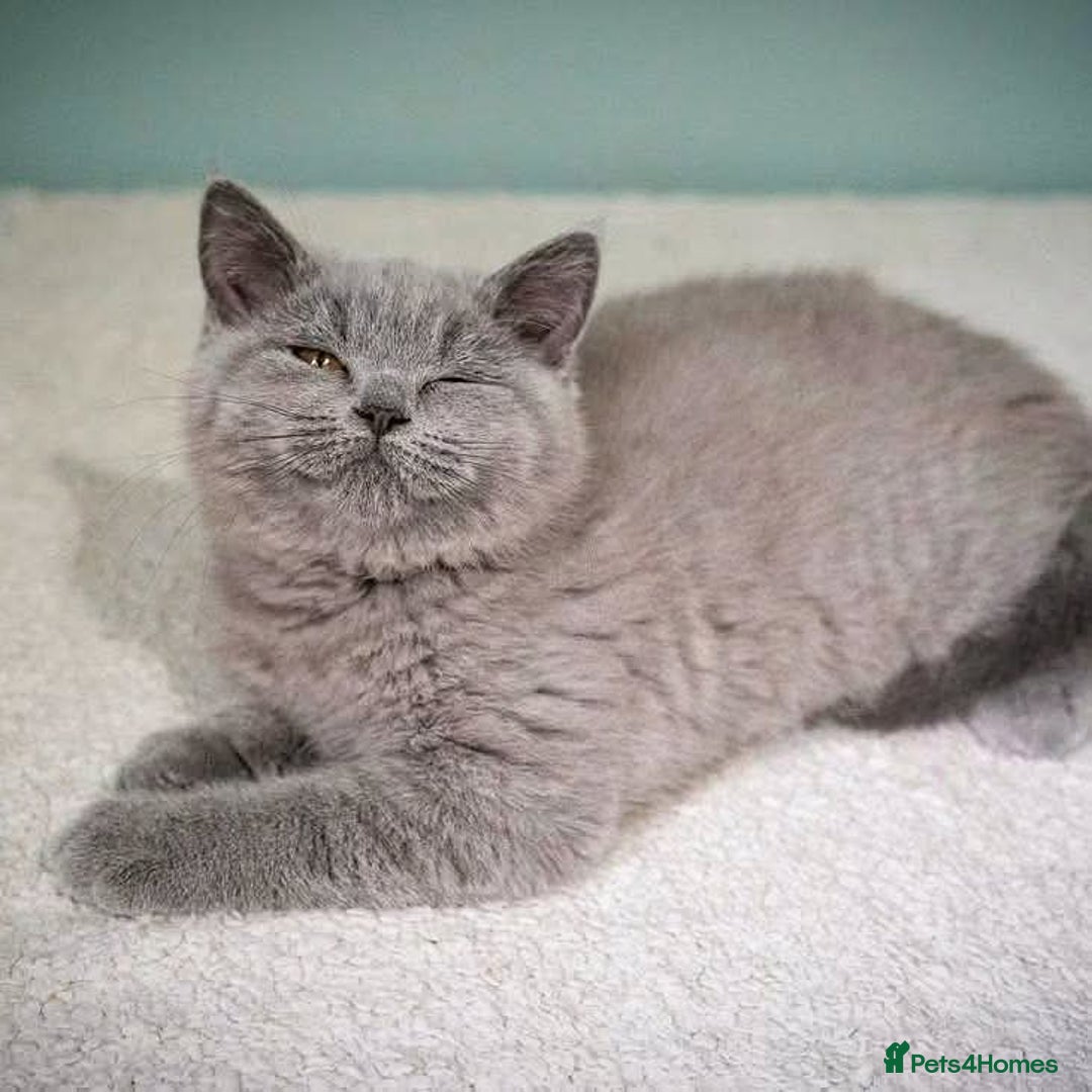 British Shorthair cats for sale: British Shorthair Kittens for sale - Advert 9