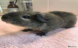Guinea Pig rodents for sale: Tweedy boar and Lemon Rex Sow - Image 1