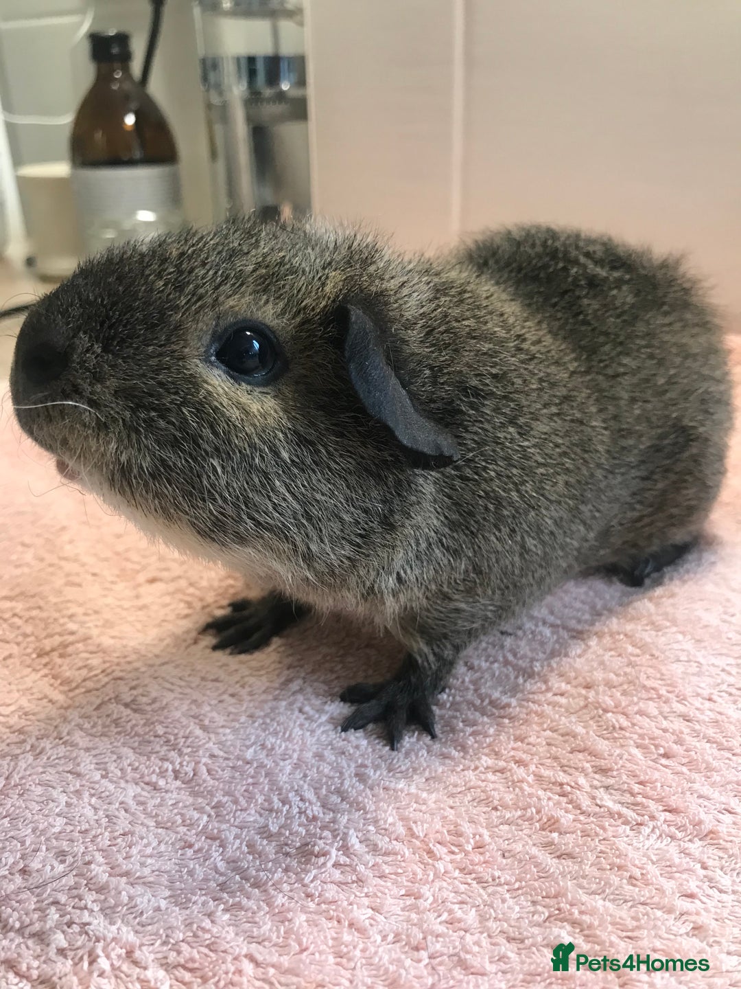 Guinea Pig rodents for sale: Tweedy boar and Lemon Rex Sow - Image 1
