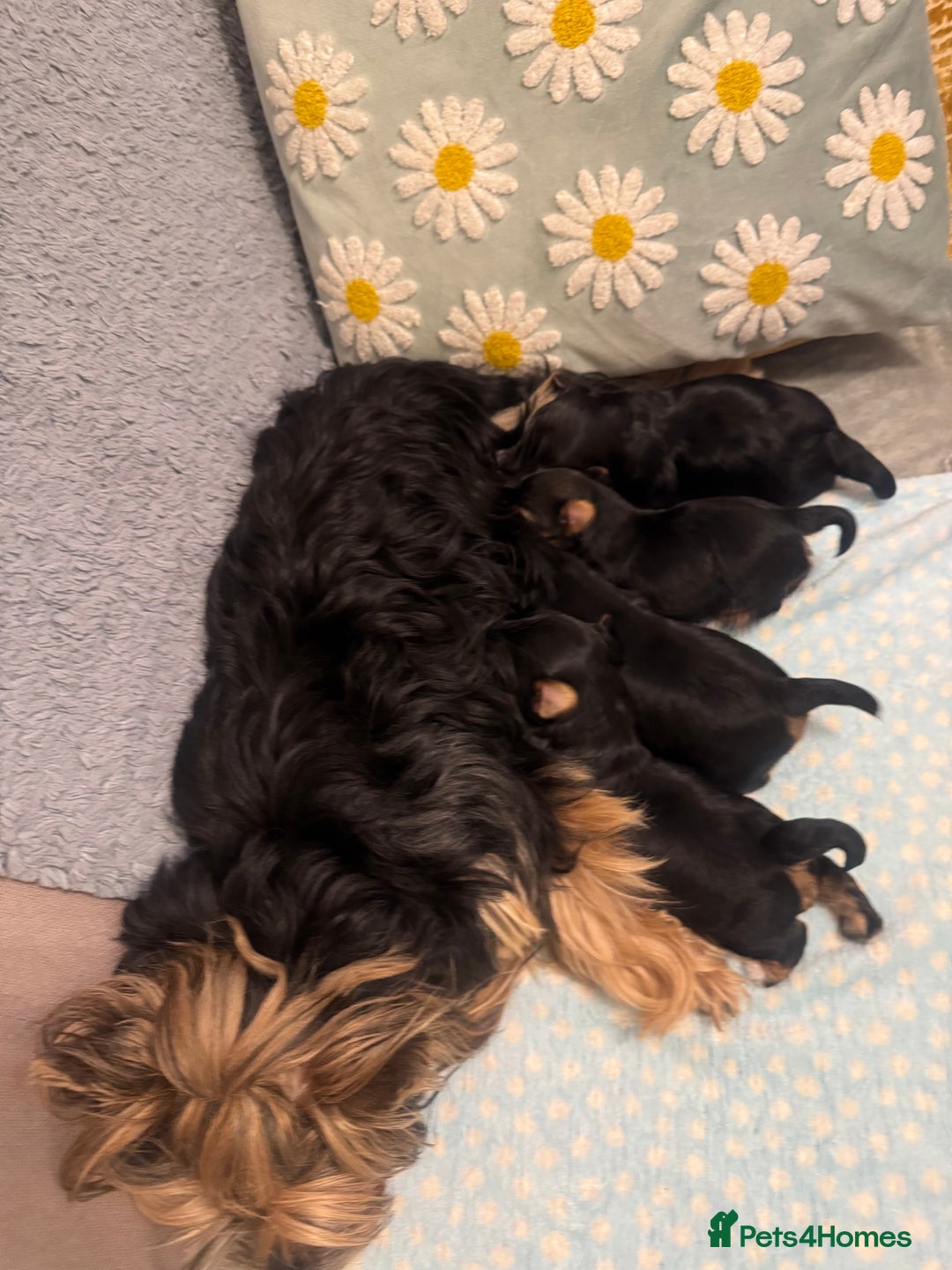 Yorkshire Terrier dogs for sale: YORKSHIRE TERRIER 3 BOYS 1 GIRL  - Image 5