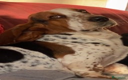 Basset Hound dogs for sale: Tri coloured basset puppies  - Advert 6