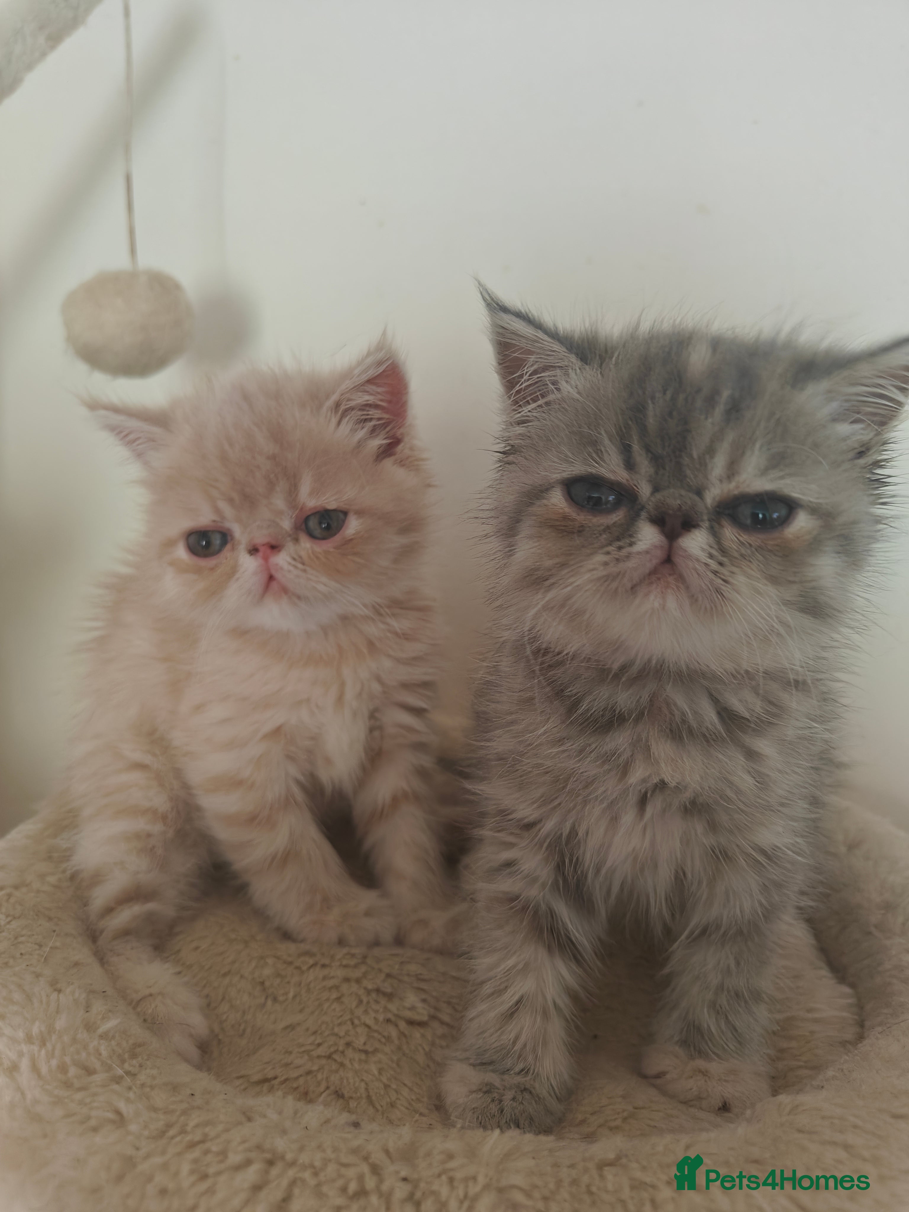 Exotic cats Exotic Shorthair Kittens - Advert 2