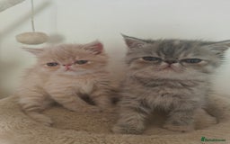 Exotic cats for sale: Exotic Shorthair Kittens - Image 1