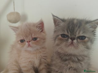 Exotic cats - Advert 1