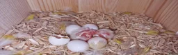 Cockatiels birds for sale: 3 8 week old cockatiels for sale £90 each - Advert 13