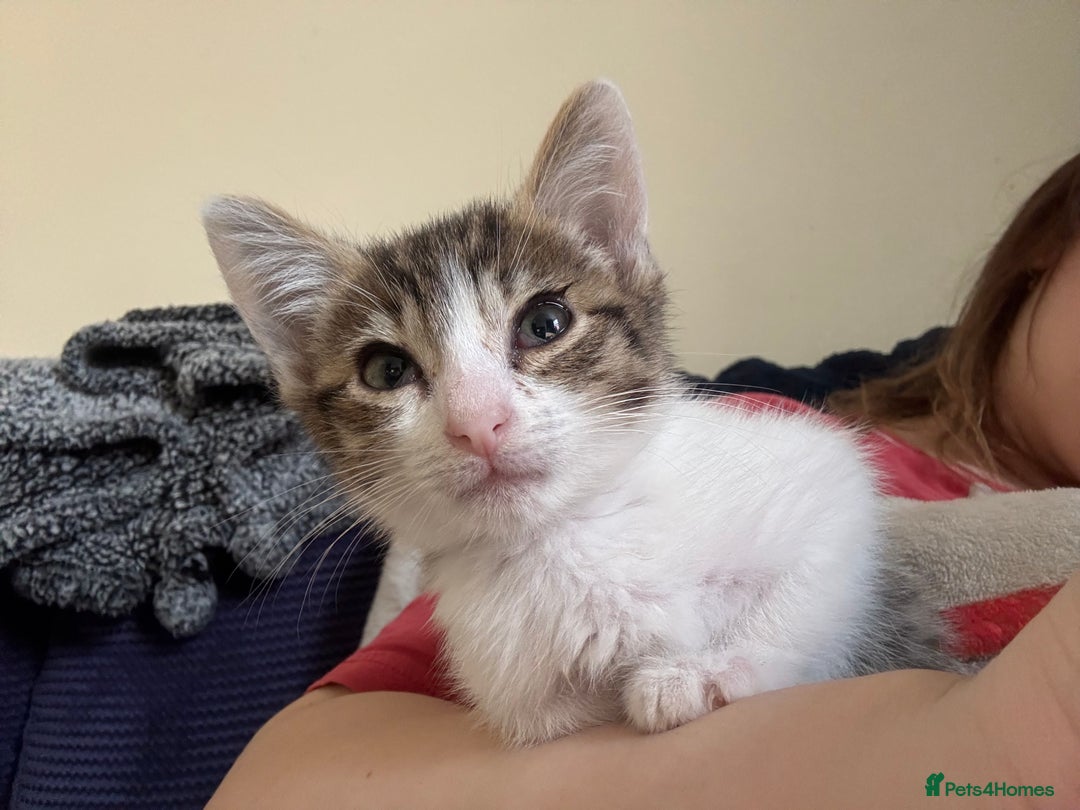 Mixed Breed cats for sale: Two beautiful ladies 💜 - Image 3