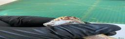 Python Snake reptiles for sale: Female super enchi orange dream royal python  - Advert 5