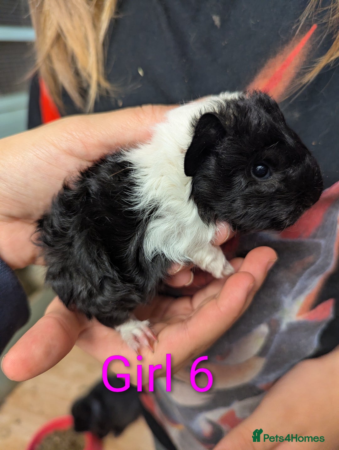Guinea Pig rodents for sale: Guinea pigs babies & adults. Lunkarya cross breed - Advert 11