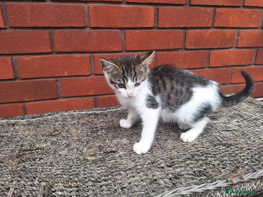 British Shorthair cats for sale: beautiful kittens available to pick up - Image 28