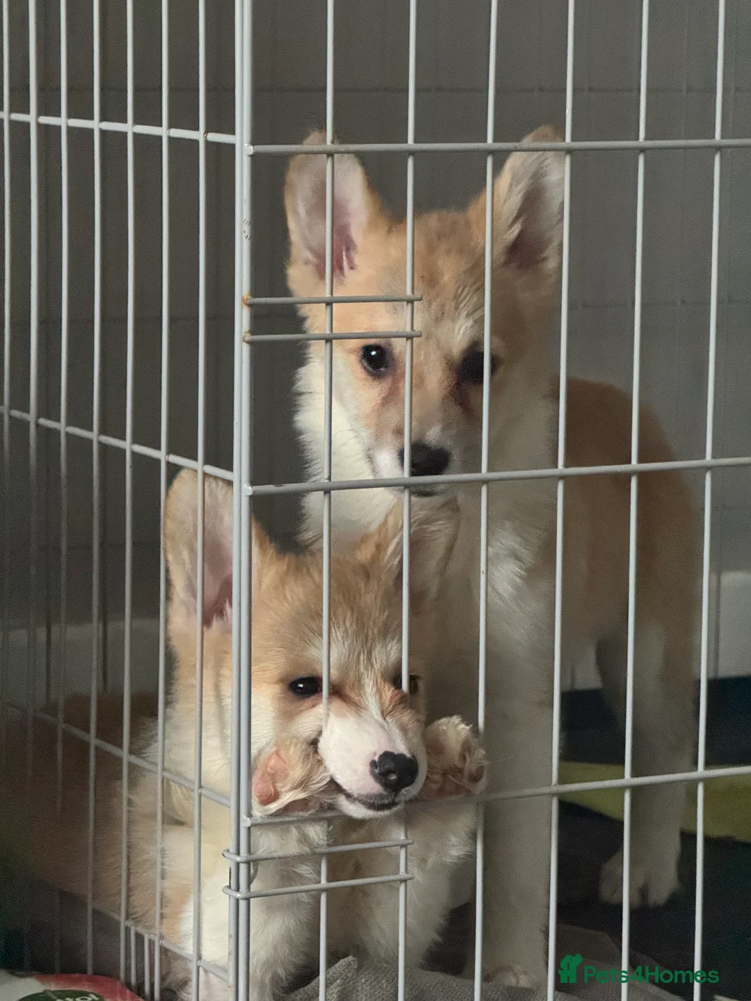 Welsh Corgi Pembroke dogs for sale: Last girl Welsh Pembroke corgi READY TO LEAVE - Advert 16