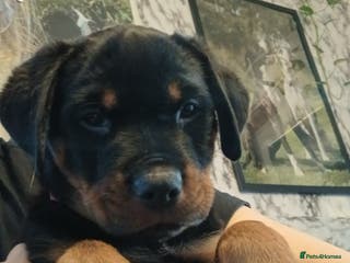 Rottweiler dogs READY NOW KC beautiful girl - Advert 1
