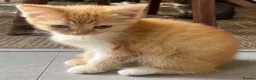 Mixed Breed cats for sale: 5 lovely kittens for sale  - Advert 20