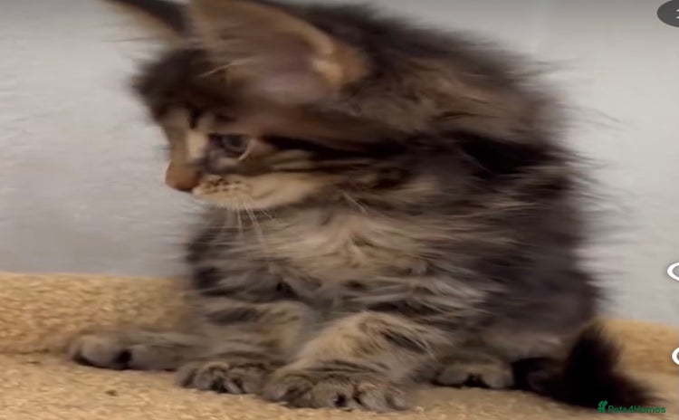 Mixed Breed cats - Advert 8
