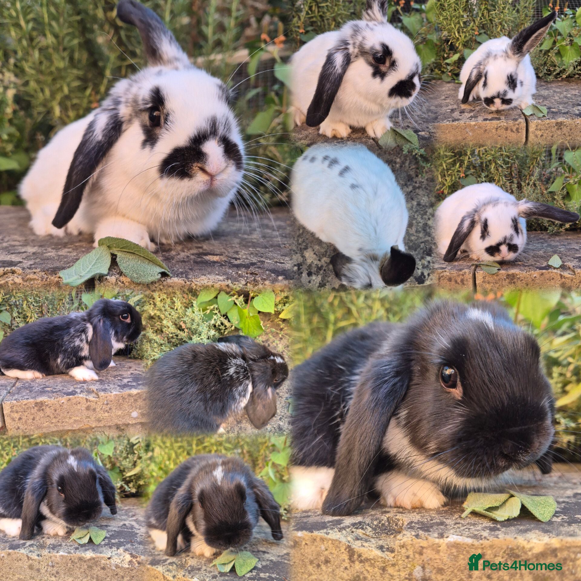 Mini Lop rabbits Mini Lop Does - Advert 6
