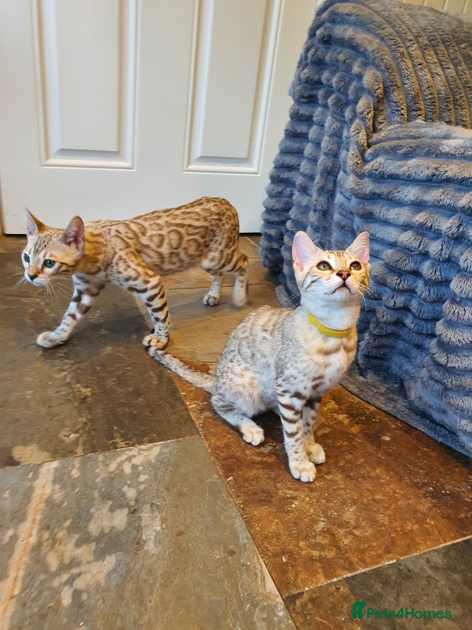 Bengal cats 🐆💕Very Beautiful Tica Registered Bengal Kittens. - Advert 2