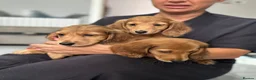 Miniature Dachshund dogs for sale: Miniature Dachshund - Advert 8
