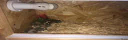 Quail poultry for sale: CHINESE PAINTED BUTTON QUAILS & VIVARIUM ! - Advert 5