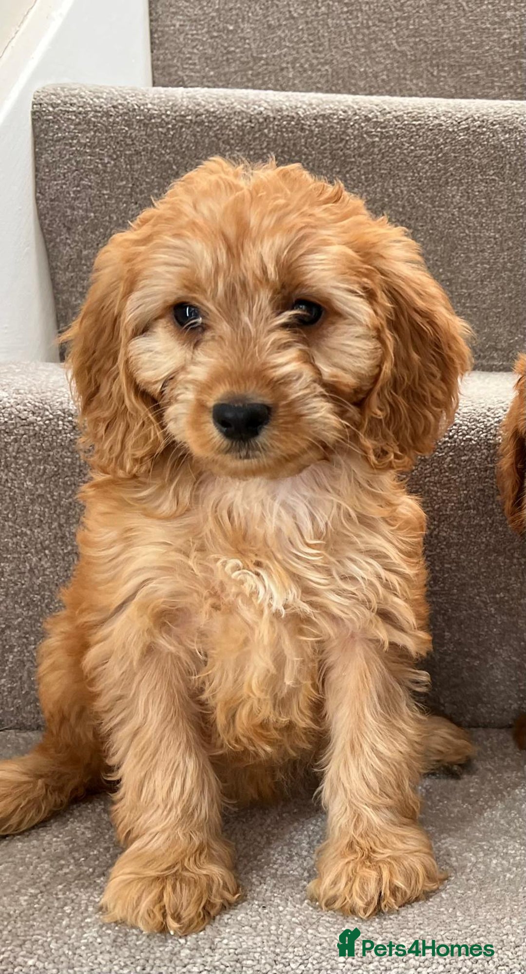 Cockapoo dogs for sale: Cockapoo Puppies Ready Now  - Advert 5