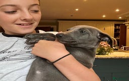 Whippet dogs for sale: Strong KC Reg Whippet Pups - Image 5
