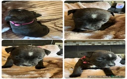 Staffordshire Bull Terrier dogs for sale: Staffordshire bull terrier puppies  - Advert 5