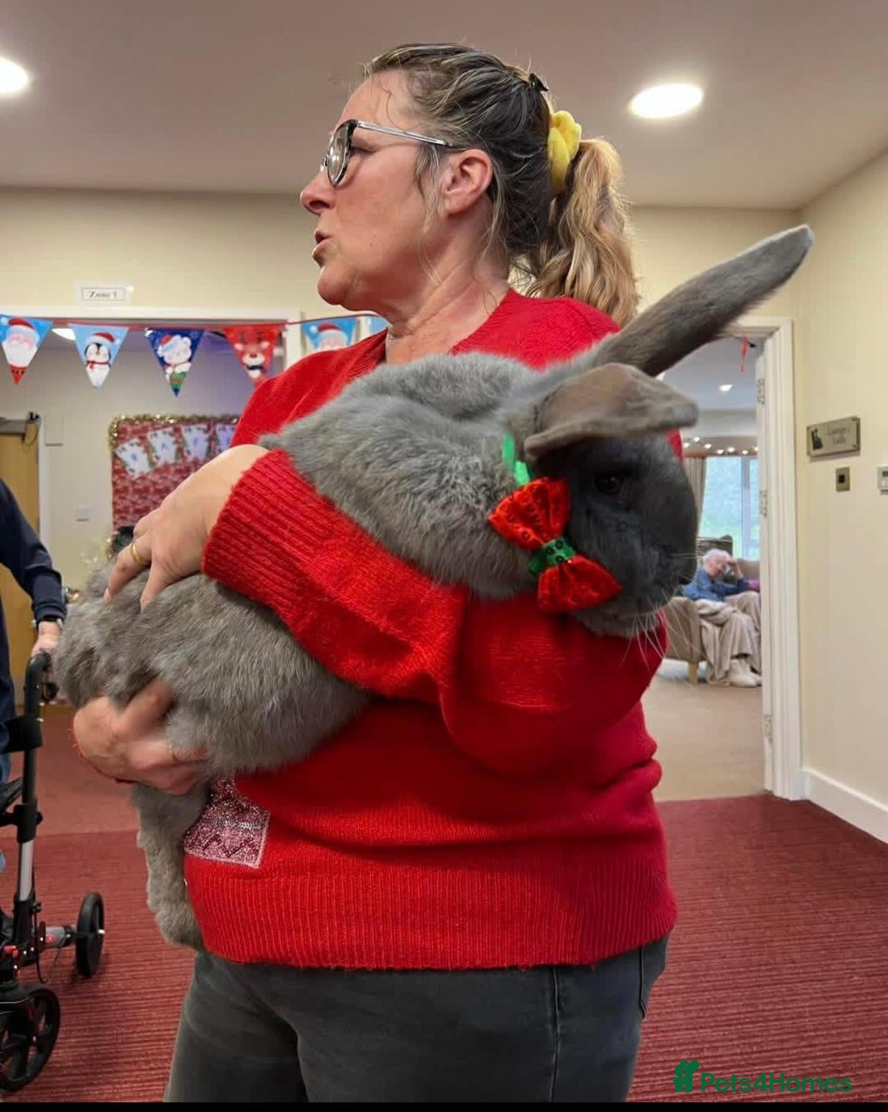 Continental Giant rabbits Giant Continentals ready to leave - Advert 1