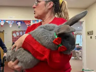 Continental Giant rabbits Giant Continentals ready to leave - Advert 1