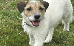 Mixed Breed dogs for adoption: Zori - Badersfield Norfolk  - Image 3
