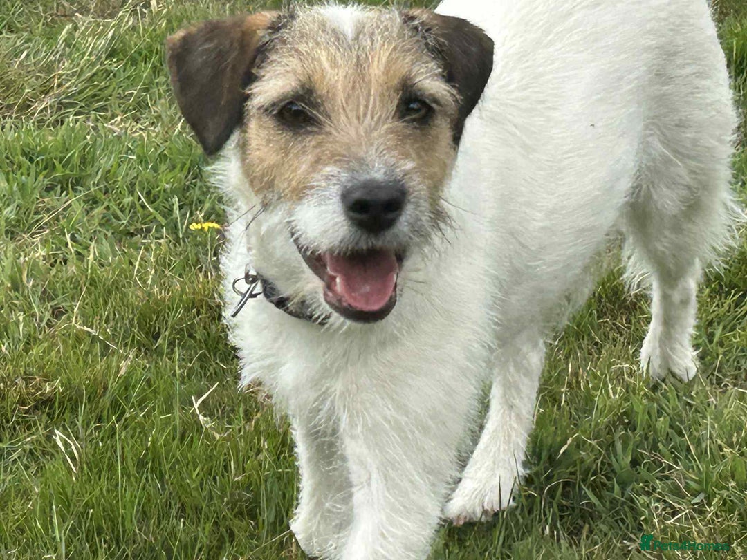 Mixed Breed dogs for adoption: Zori - Badersfield Norfolk  - Image 3