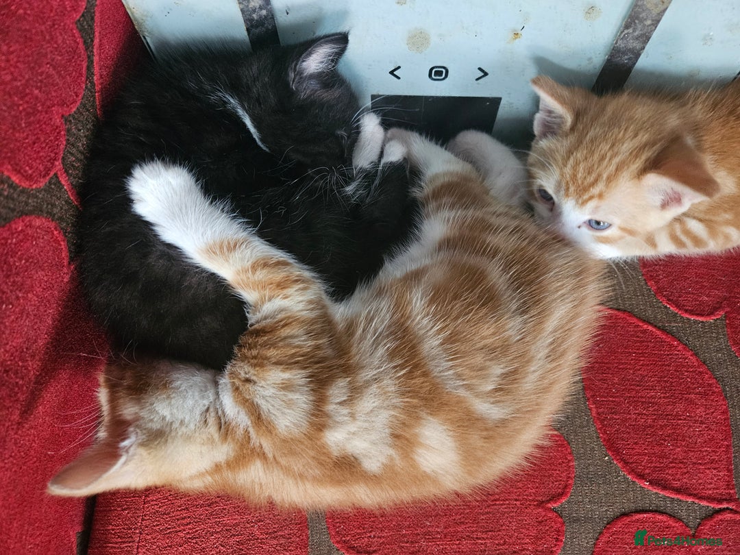 Mixed Breed cats for sale: 4 Beautiful Kittens looking for forever homes - Image 3