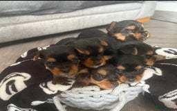 Yorkshire Terrier dogs for sale: 6 Beautiful yorkshire terrier puppy’s, 3 LEFT!!! - Image 1