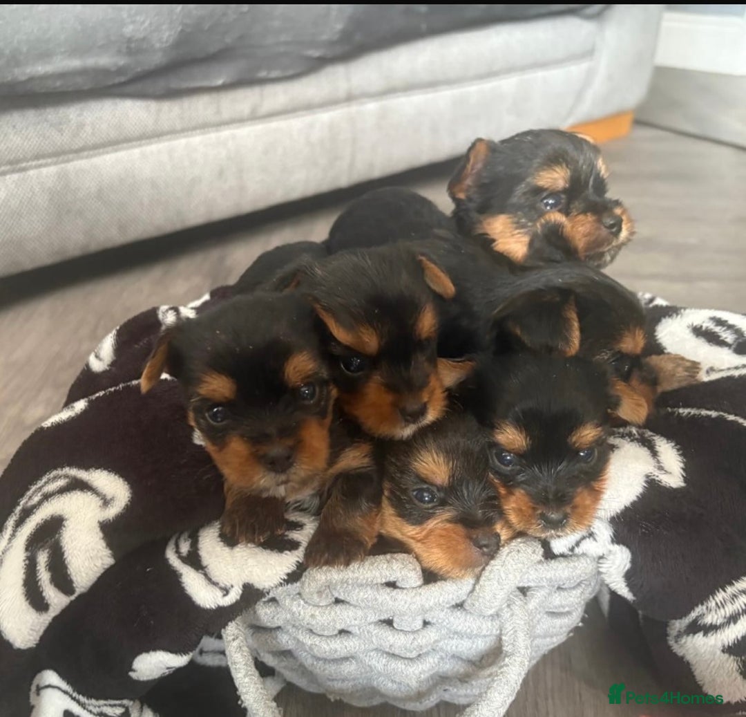 Yorkshire Terrier dogs for sale: 6 Beautiful yorkshire terrier puppy’s, 3 LEFT!!! - Image 1