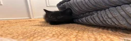 Mixed Breed cats for sale: Kittens ready Now 2 female 3 male - Advert 8
