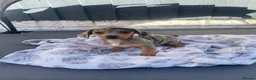 Mixed Breed dogs for sale: 3/4 miniature dachshund puppies  - Advert 7