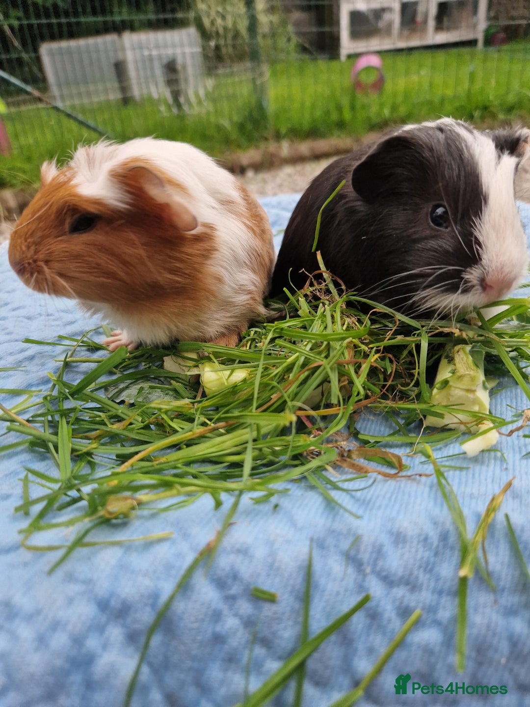 Guinea Pig rodents for sale: 2 beautiful babies arrive reserve Now  in Darwen - Image 25