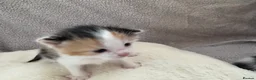 British Longhair cats for sale: Kittens  in Haltwhistle - Advert 3