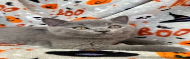 British Shorthair 💙