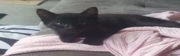 Mixed Breed cats for sale: Bengal X - Advert 3