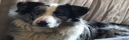 Border Collie dogs for stud: Pure breed Blue merle border collie for stud only in Loughborough - Advert 6