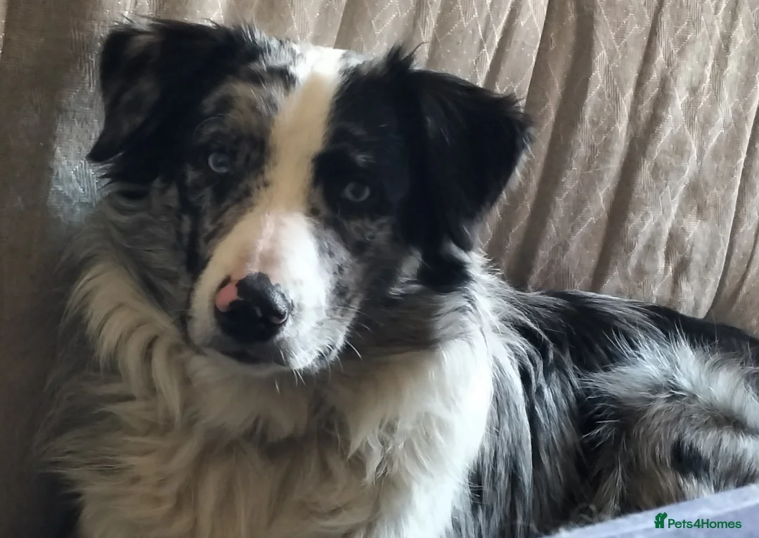 Border Collie dogs for stud: Pure breed Blue merle border collie for stud only in Loughborough - Advert 6
