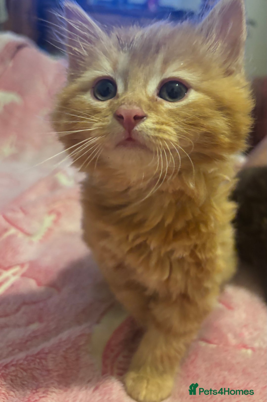 Mixed Breed cats for sale: 3 beautiful Birman cross kittens  - Image 1