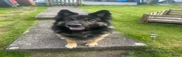 German Shepherd dogs for stud: Bear  in Egremont - Advert 2