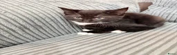 Mixed Breed cats for sale: Kittens - Advert 12