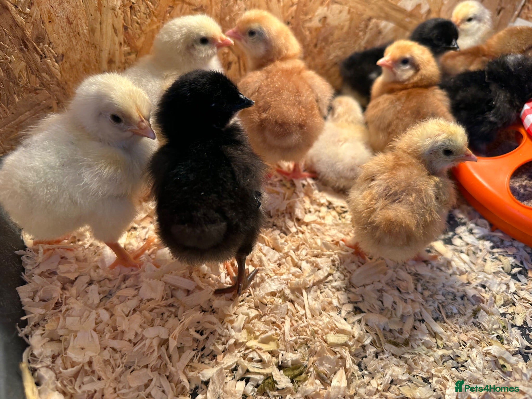 Chickens poultry Chicks just hatched - Advert 1