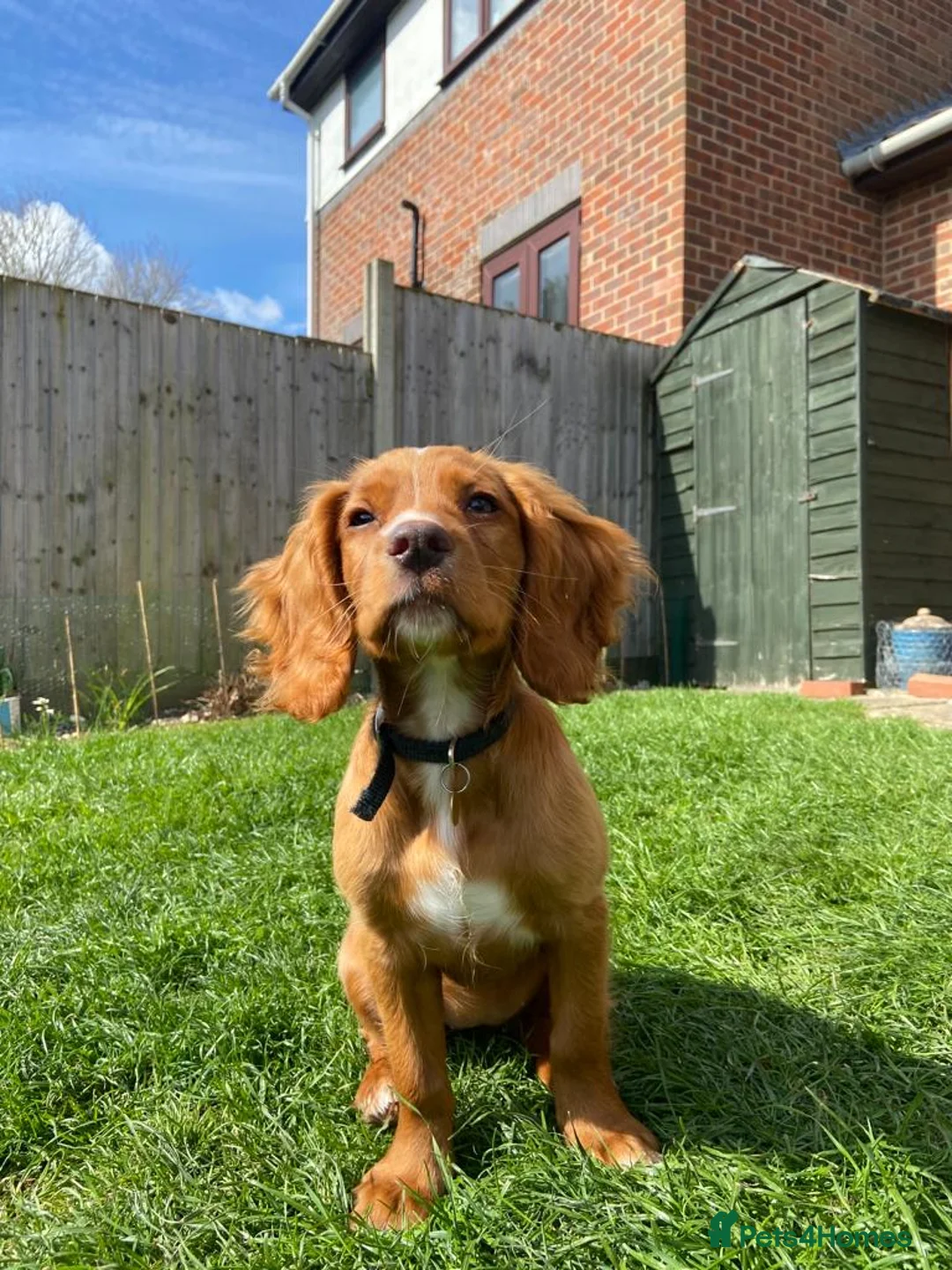 Cocker Spaniel dogs for stud: Liver n Tan working cocker. Clear AMS, PP PRA, FN. - Advert 14