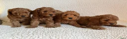 Cockapoo dogs for sale: F1b cockapoo puppies - DNA health test clear  - Advert 6