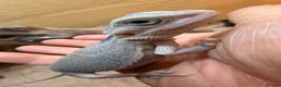 Bearded Dragon reptiles for sale: Hypo trans zeros  - Advert 3